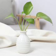 Unique Ceramic Mini Flower Vase Home Garden Decoration Planter Pot Cute Flowerpot Planter Desktop Vase Home Office Bonsai Pot